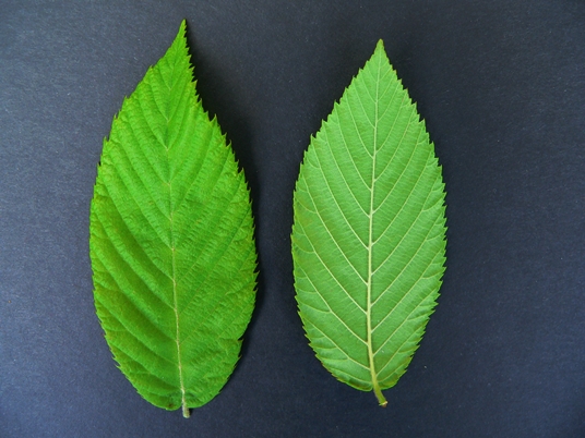 {Ostrya virginiana}
